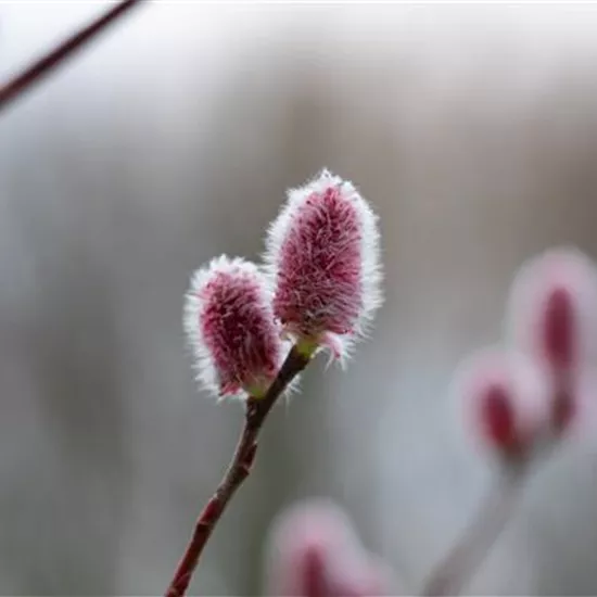 Salix 'Rotkätzchen'®
