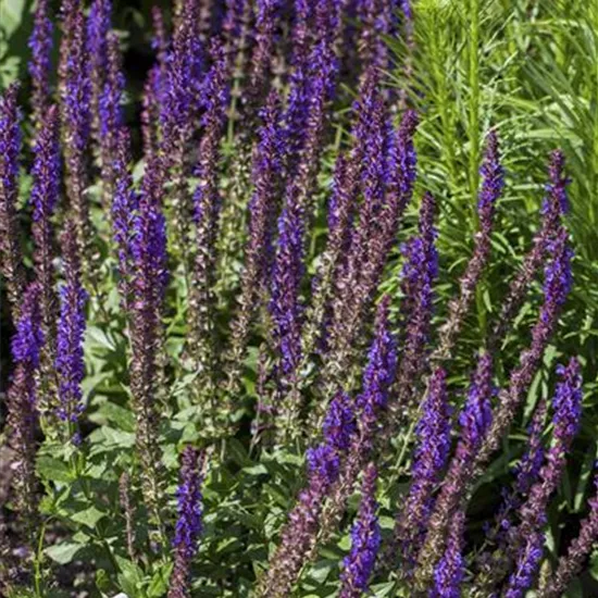Salvia nemorosa Salvia nemorosa