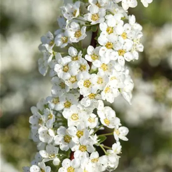 Spiraea x cinerea