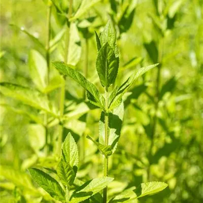 Stachys palustris Stachys palustris