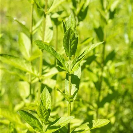 Stachys palustris Stachys palustris