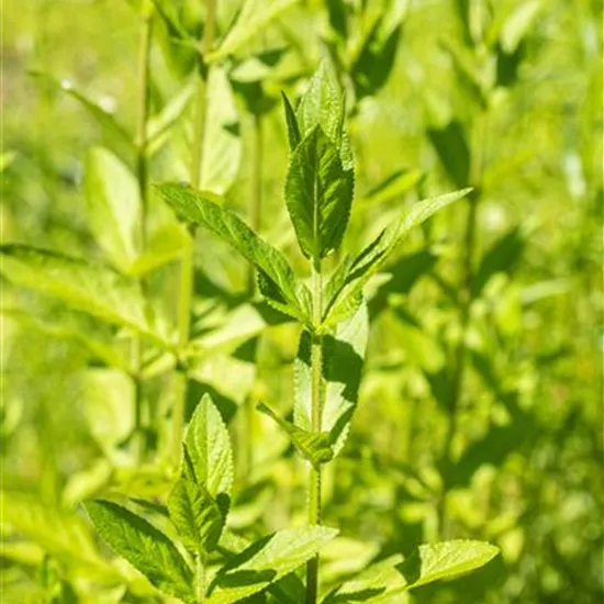 Stachys palustris Stachys palustris