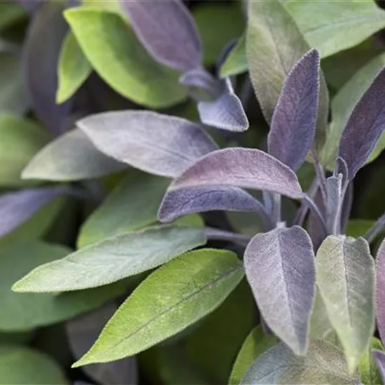 Salvia officinalis 'Purpurea' Salvia officinalis 'Purpurea'