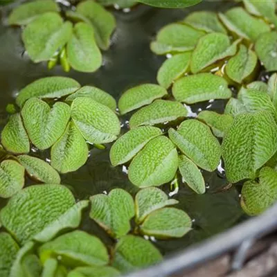Salvinia natans Salvinia natans