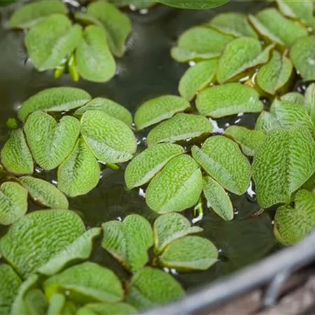 Salvinia natans Salvinia natans