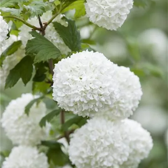 Viburnum opulus 'Roseum'