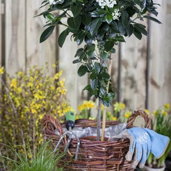 Viburnum tinus Viburnum tinus