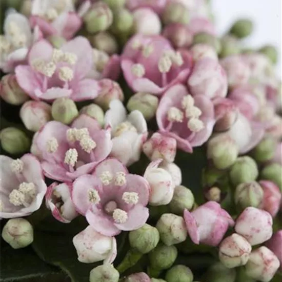 Viburnum tinus 'Eve Price' Viburnum tinus 'Eve Price'