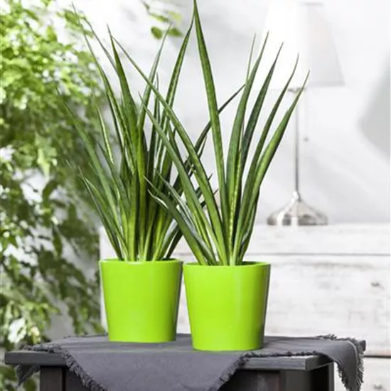 Sansevieria cylindrica