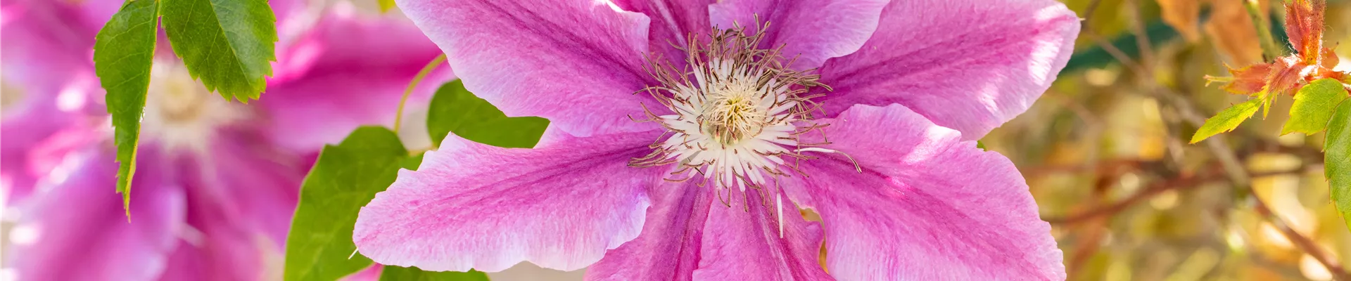 GS665694.jpg GS665694.jpg