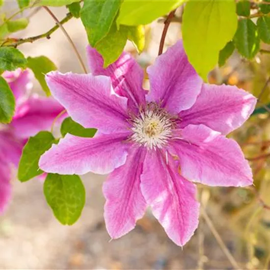 Kletterpflanzen kaufen und ein Märchen wahr werden lassen Kletterpflanzen kaufen und ein Märchen wahr werden lassen