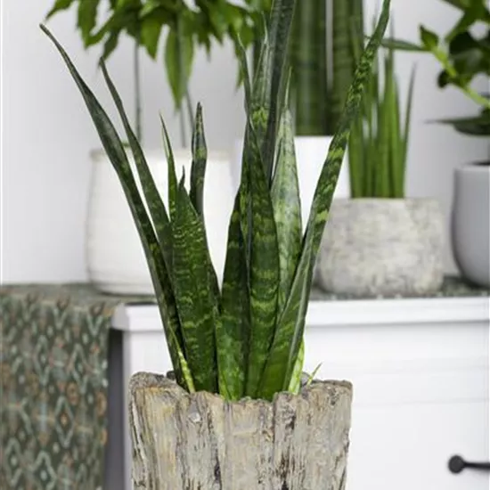 Sansevieria trifasciata