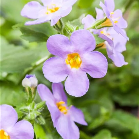 Sutera grandiflora, blau