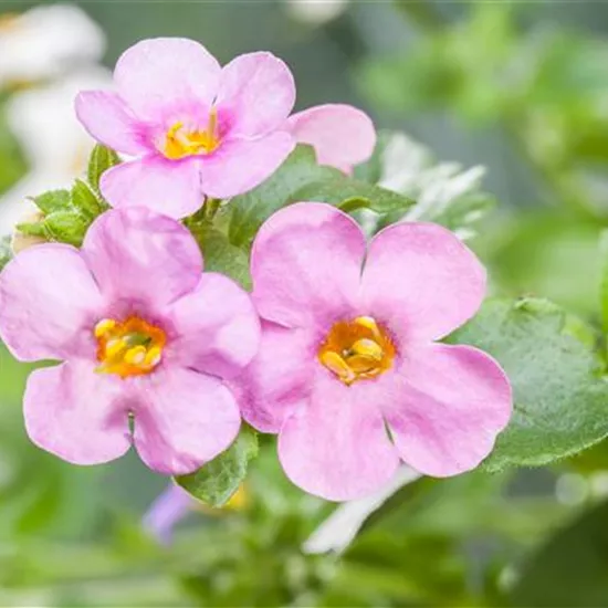 Sutera grandiflora, rosa