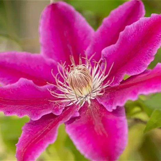 Kletterpflanzen pflegen und das Grün im Garten genießen Kletterpflanzen pflegen und das Grün im Garten genießen