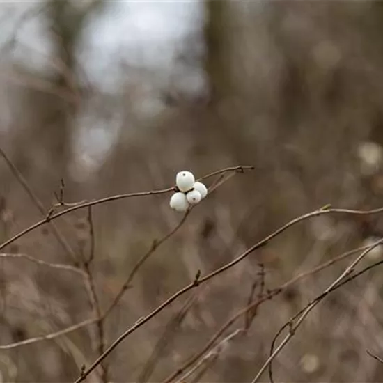 Symphoricarpos albus