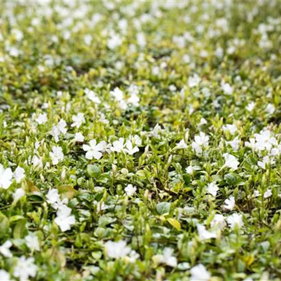 Vinca minor, weiß