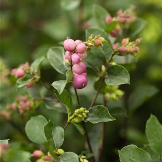 Symphoricarpos x doorenbosii Symphoricarpos x doorenbosii