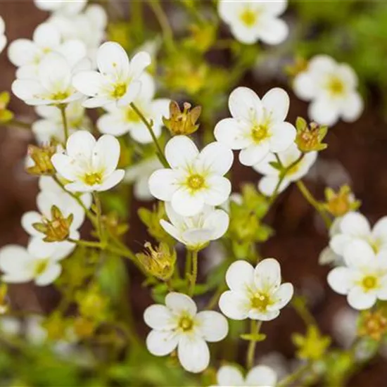 Saxifraga 'Touran'
