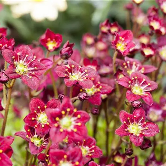 Saxifraga x arendsii, rot