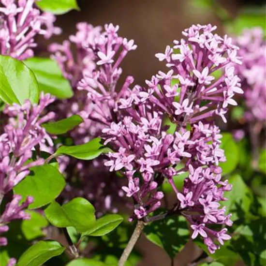 Syringa meyeri Syringa meyeri