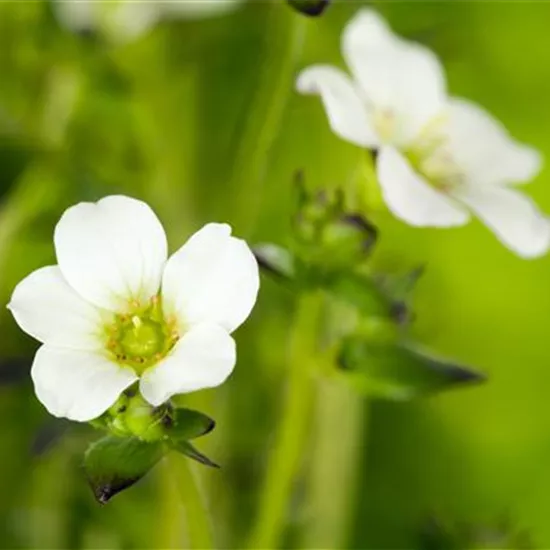 Saxifraga x arendsii, weiß