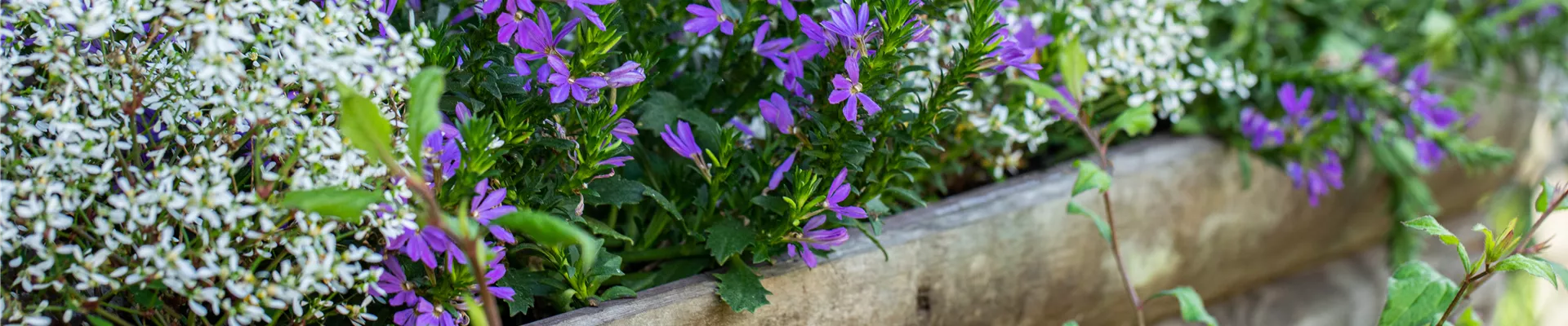 GS668906.jpg GS668906.jpg