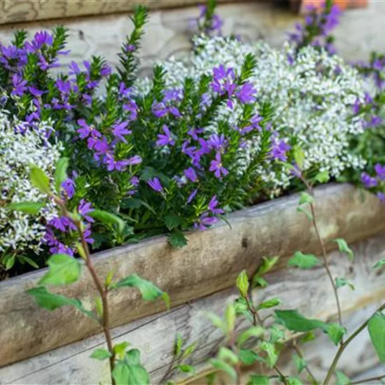 Krankheiten bei Beet- und Balkonpflanzen erkennen und vorbeugen Krankheiten bei Beet- und Balkonpflanzen erkennen und vorbeugen