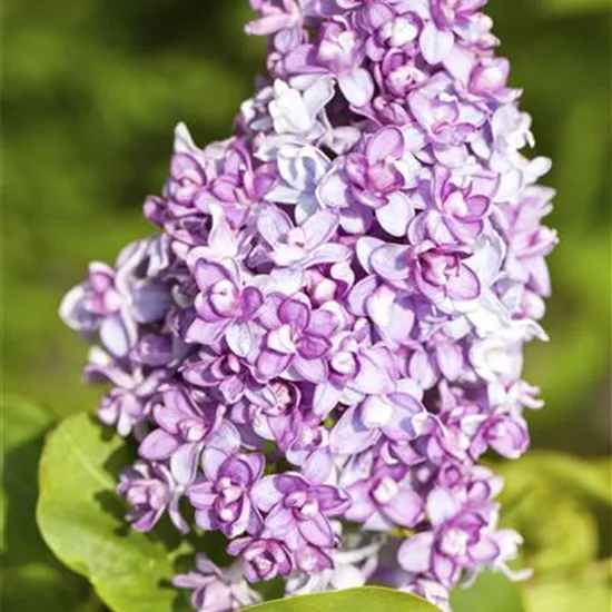 Syringa vulgaris