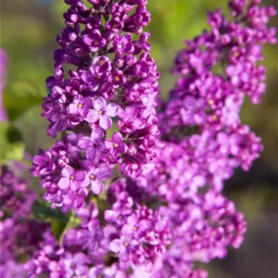 Syringa vulgaris, rosa Syringa vulgaris, rosa