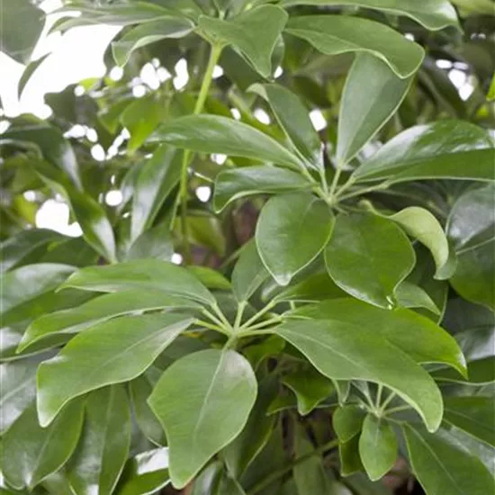 Schefflera arboricola