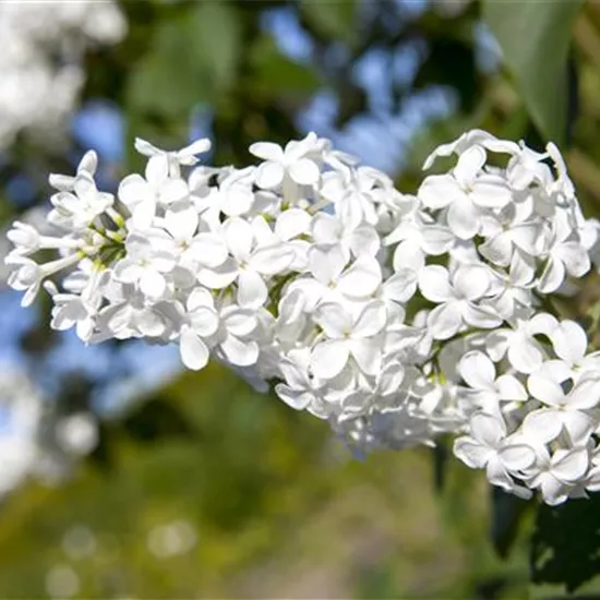Syringa vulgaris, weiß Syringa vulgaris, weiß