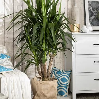 Yucca elephantipes Yucca elephantipes