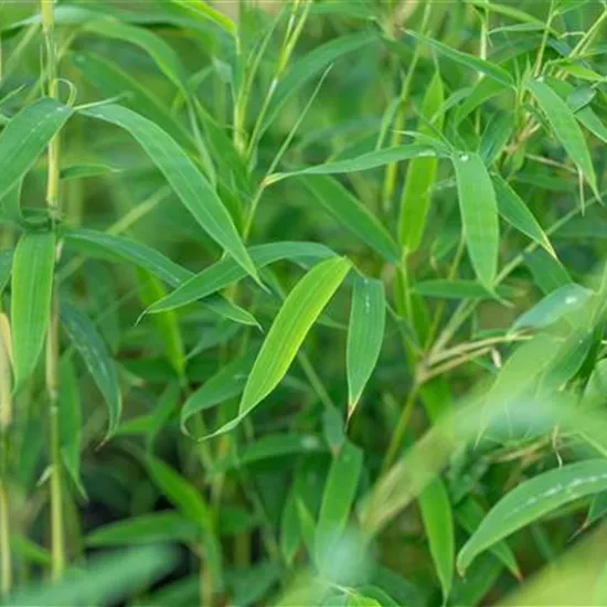 Krankheiten und Schädlinge an Bambus erkennen und vorbeugen Krankheiten und Schädlinge an Bambus erkennen und vorbeugen