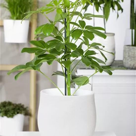 Schefflera arboricola 'Nora'