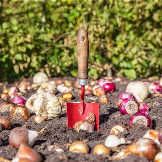 Krankheiten und Schädlinge an Blumenzwiebeln und -knollen erkennen