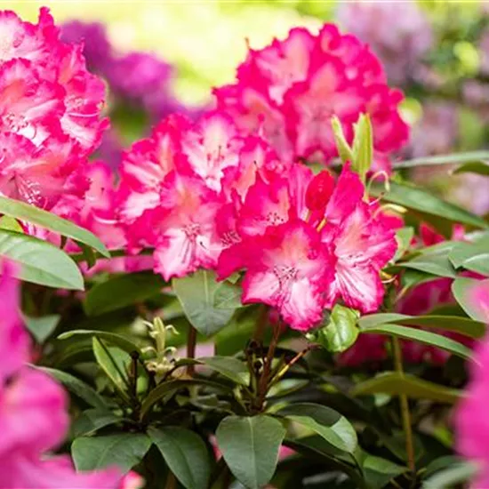 Krankheiten und Schädlinge an Rhododendren erkennen und vorbeugen Krankheiten und Schädlinge an Rhododendren erkennen und vorbeugen