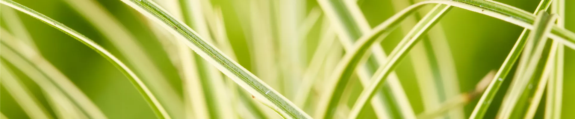 GS531071.jpg GS531071.jpg