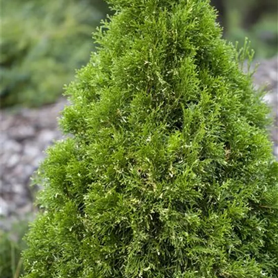 Thuja occidentalis