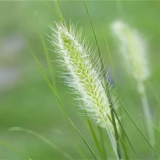 Krankheiten und Schädlinge bei Gräsern – Gibt’s das? Krankheiten und Schädlinge bei Gräsern – Gibt’s das?