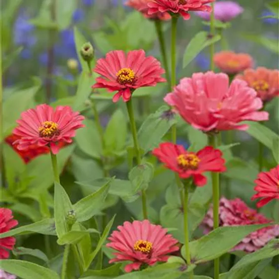 Zinnia elegans