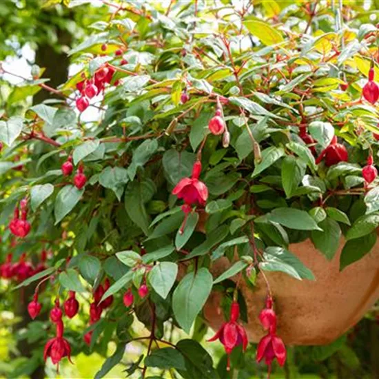 Krankheiten und Schädlinge bei mediterranen Pflanzen verhindern Krankheiten und Schädlinge bei mediterranen Pflanzen verhindern