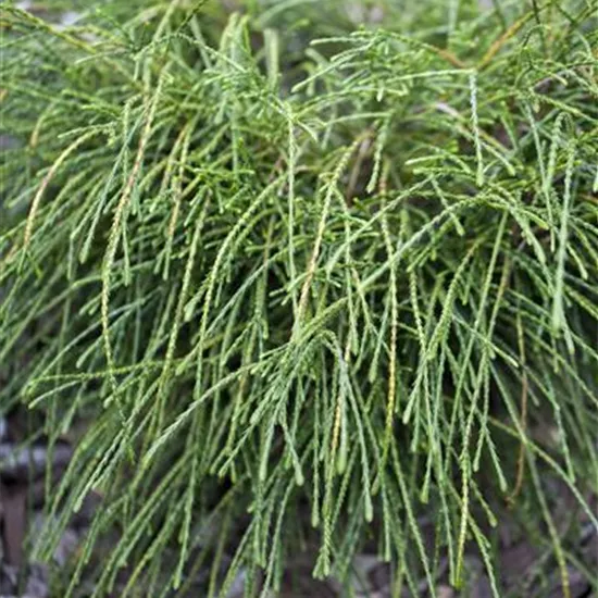 Thuja plicata 'Whipcord'