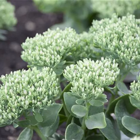 Sedum telephium