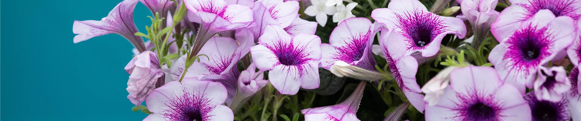 GS622893.jpg GS622893.jpg