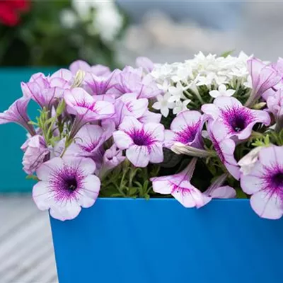 Beet & Balkon Beet & Balkon