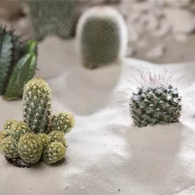 Kakteen und andere Sukkulenten Kakteen und andere Sukkulenten