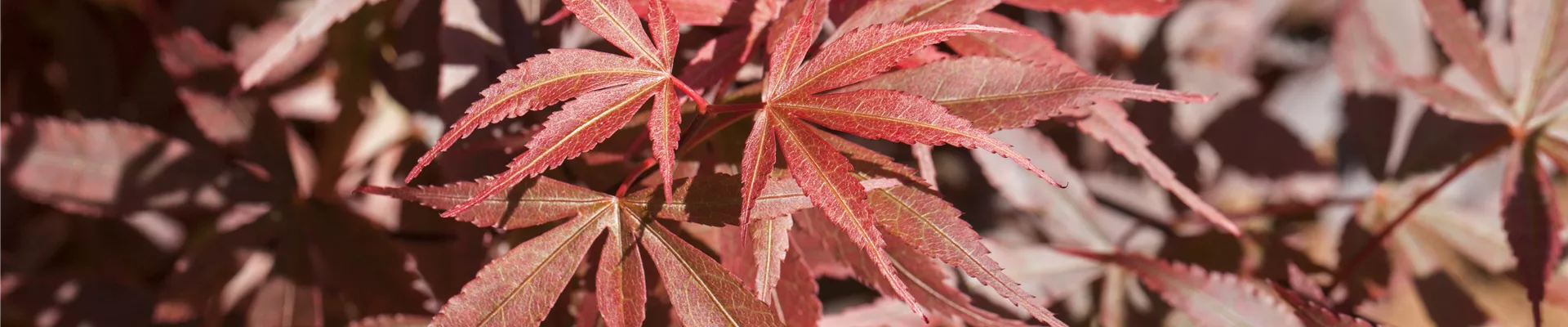 GS429917.jpg GS429917.jpg