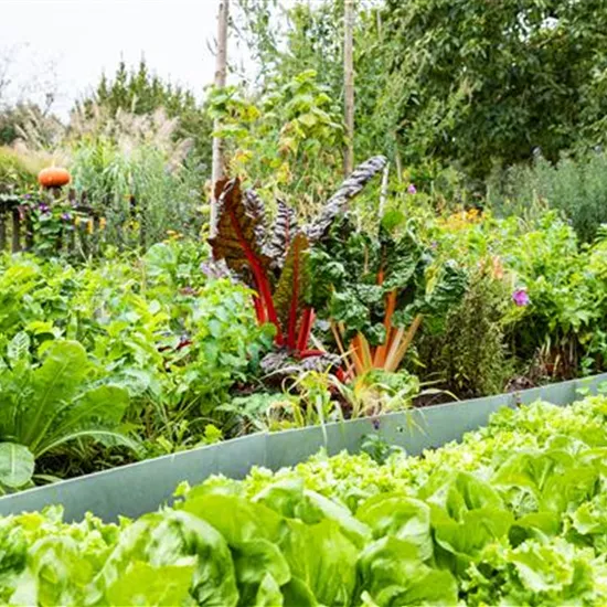 Kräuter und Gemüse für jeden Standort finden und pflanzen Kräuter und Gemüse für jeden Standort finden und pflanzen