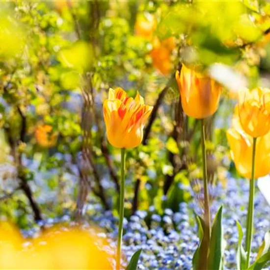 Gartenarbeit im Frühjahr für ein strahlendes Gartenjahr Gartenarbeit im Frühjahr für ein strahlendes Gartenjahr